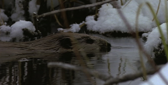 Beaver in Winter 2
