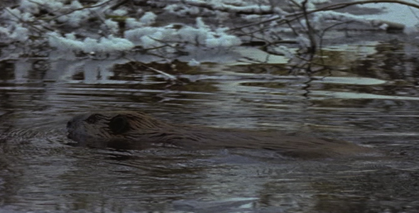 Beaver in Winter 3