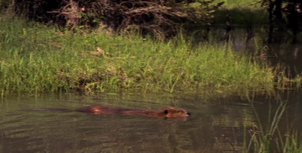 Beaver Swimming Along Reeds