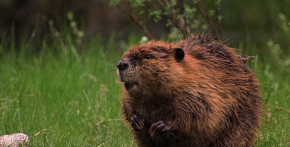 Beaver Entering Water Stock Footage VideoHive