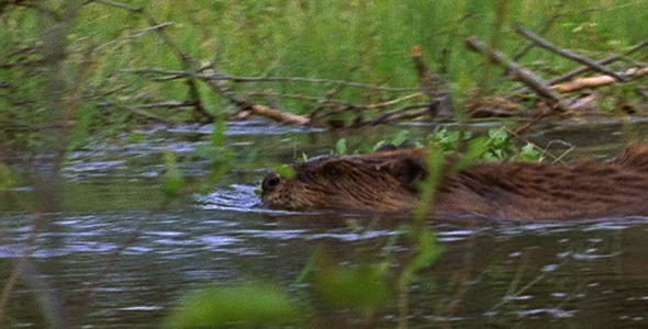 Beaver With Leafy Branch 2