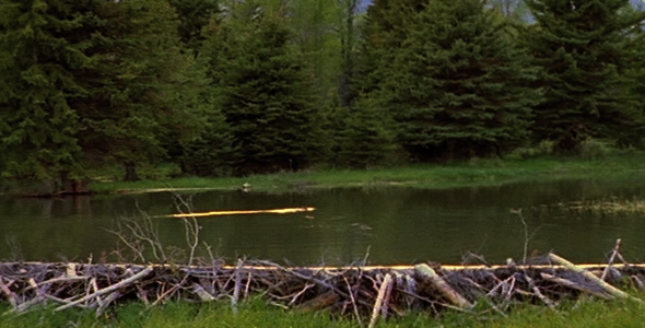 Beaver Swimming in Pond alt