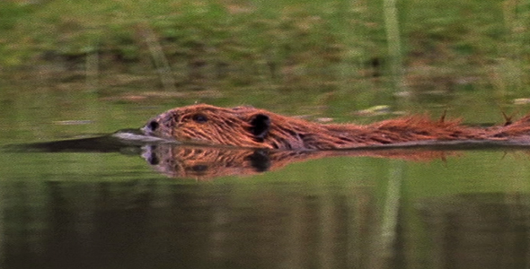 Beaver Swimming