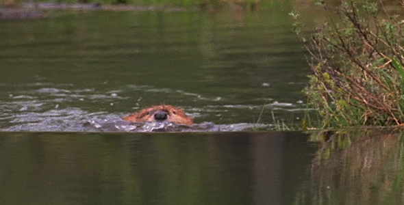 Beaver Swims Against Current