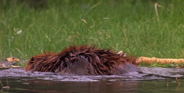 Beaver Inspecting Dam alt
