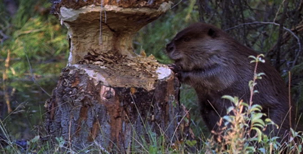 Beaver Felling Pine Tree