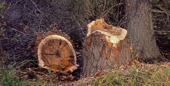 Fallen Pine Tree