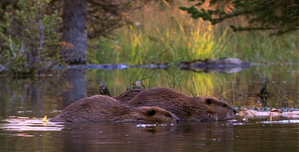 Beaver Family 2
