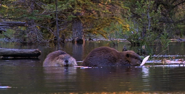 Beaver Family 3