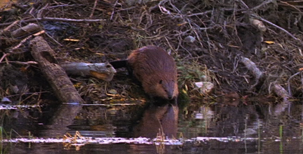 Beaver and Dam 2