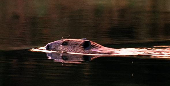 Swimming Beaver