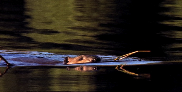 Beaver With Twigs