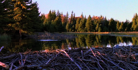 Scenic Pond With Beaver alt