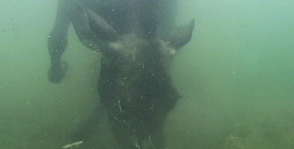 Cow Moose Underwater