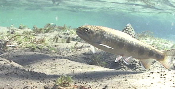 Brown Trout in Current