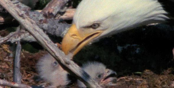 Eaglets With Mum