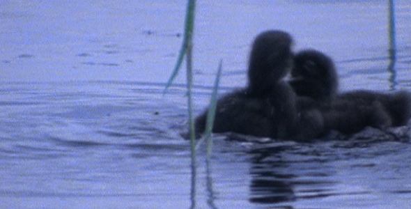 Two Loon Chicks Fight Sequence