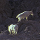 Herd of Mountain Goats - VideoHive Item for Sale