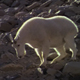 Billy Goats Walking Down a Mountain - VideoHive Item for Sale