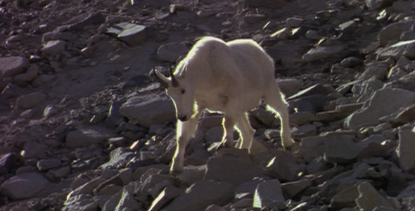Billy Goat Walking Down a Mountain