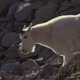 Billy Goat Walking Down a Mountain 2 - VideoHive Item for Sale