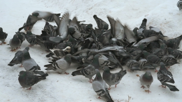 Feeding Flocks Of Pigeons In The Park In Winter