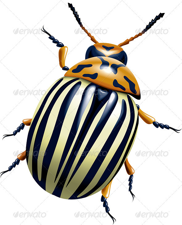 The Colorado Potato Beetle