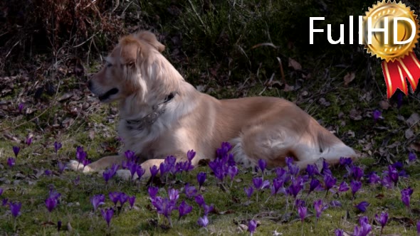 Dog on a Mountain Field With Crocuses alt
