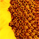 Sunflower - Macro - VideoHive Item for Sale