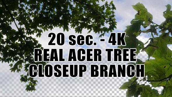 Real Acer Tree Branch with Alpha Channel