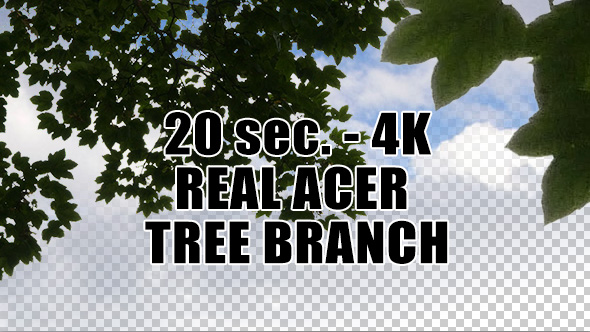 Real Acer Tree Branch with Alpha Channel