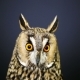  Portrait Of Young Long-Eared Owl  - VideoHive Item for Sale