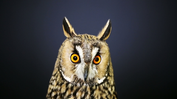  Portrait Of Young Long-Eared Owl  alt