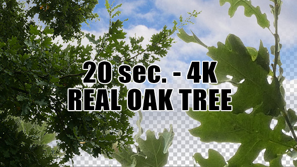 Real Oak Tree with Alpha Channel