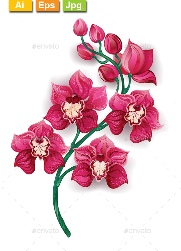 Bright Pink Orchid - Flowers & Plants Nature