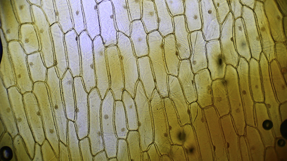 Microscopy: Mitosis. Epithelial Cells Onion Skin 01
