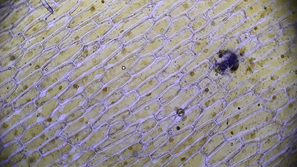 Microscopy: Mitosis. Epithelial Cells Onion Skin 04