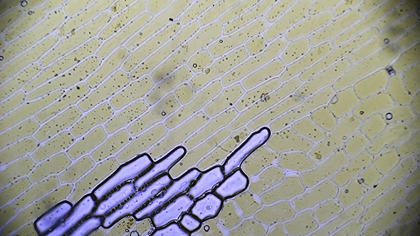 Microscopy: Mitosis, Epithelial Cells Onion Skin 05