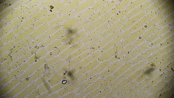Microscopy: Mitosis. Epithelial Cells Onion Skin 03