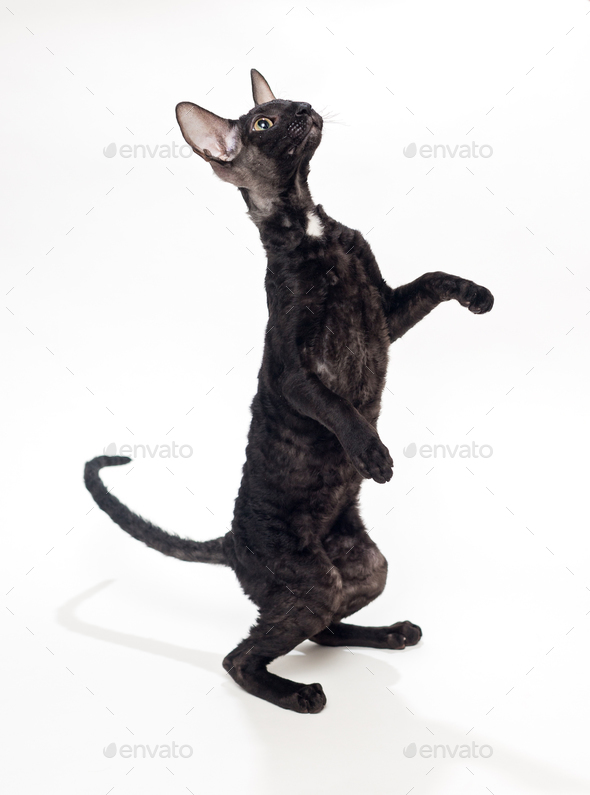 Black cat Cornish Rex - Stock Photo - Images