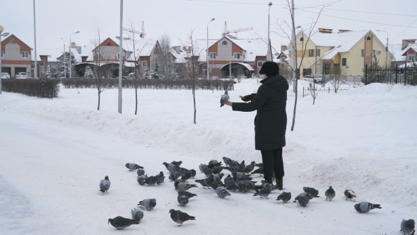 Woman Is Feeding a Flock Of Pigeons In Winter