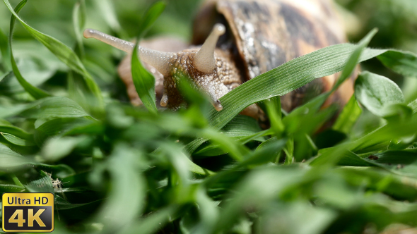 Snail in the Grass - 5