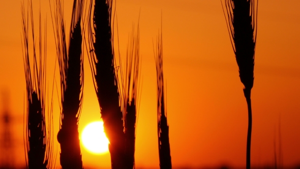 Spikelets Of Wheat Against The Background Of The Setting Sun