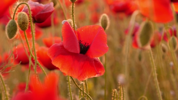 Beautiful Red Poppies In The Field