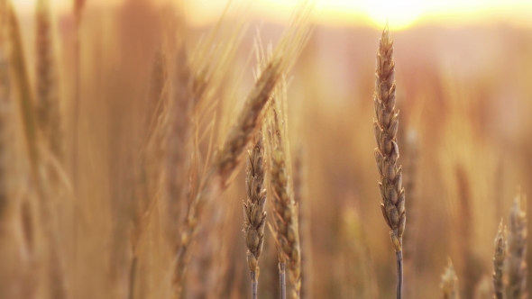 Spikelets Of Wheat 