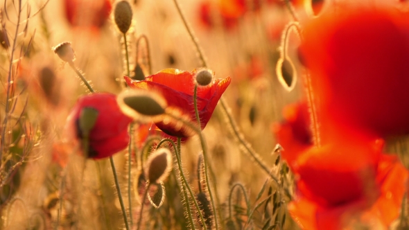  Red Poppies In The Field