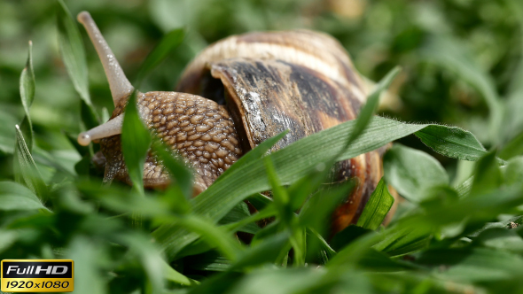 Snail in the Grass - 6