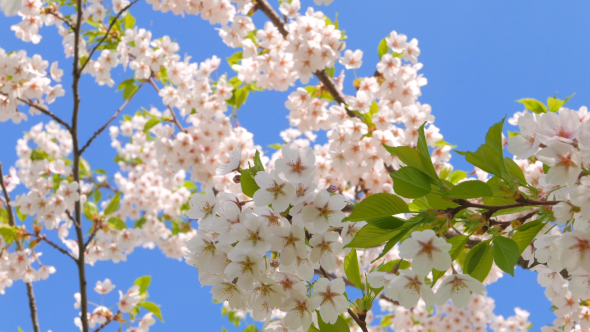 Flowers of Japanese Sakura Against the Blue Sky alt