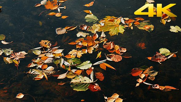 Colourful Autumn Leaves on Lake Surface 4K