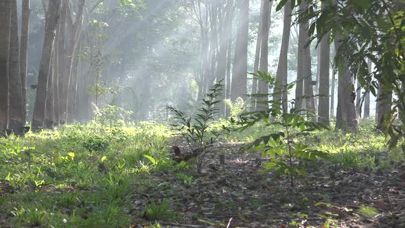 Chickens in a rubber tree plantation at sunrise.